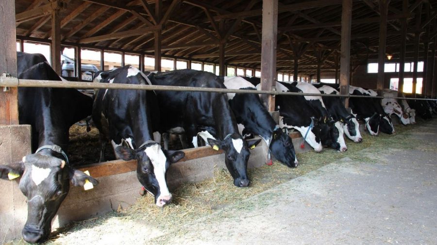 The cows in the barn eat in cramped and non-eco-friendly conditions 