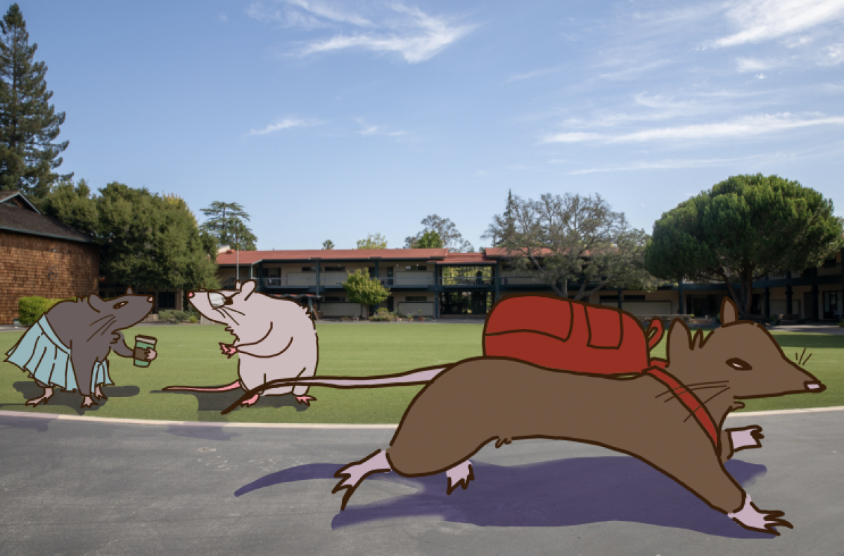 Rat sightings have become a concern of many Casti students.