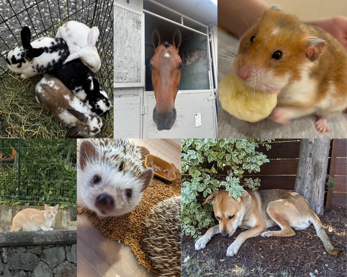 Sophia Li '29 explores how our emotional connections with our pets help us de-stress.
